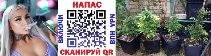 Канабис ГИДРОПОН  Изобильный 